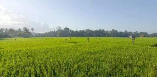 巴厘島烏布塔娜伽嘉Chedi Club，文青范度假