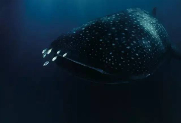 馬爾代夫Amilla Fushi，你的島嶼之家