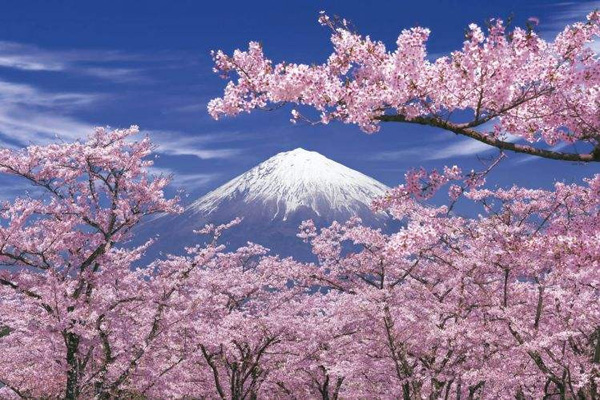  日本賞櫻倒計時，錯過只能等明年！
