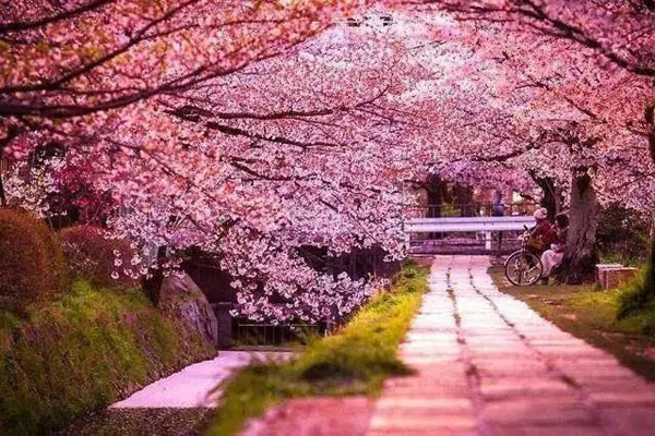  日本賞櫻倒計時，錯過只能等明年！