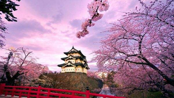  日本賞櫻倒計時，錯過只能等明年！