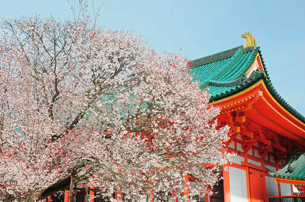  日本賞櫻倒計時，錯過只能等明年！