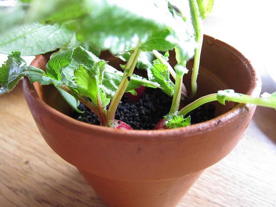 Radish， soil and grass 小蘿卜、土和草