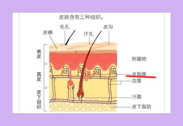護膚