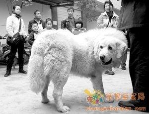這只藏獒價值千萬？？