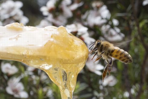 BEE+麥盧卡蜂蜜即將上線開售，你準(zhǔn)備好了嗎？