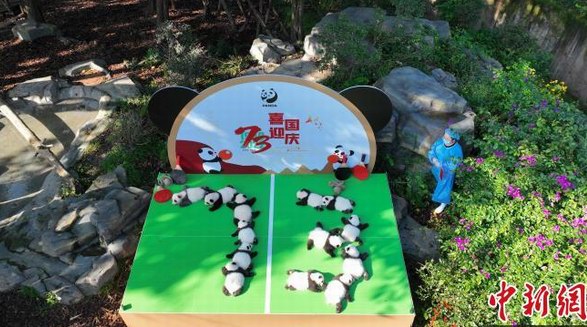 萌翻了！成都13只“2022級(jí)”新生大熊貓寶寶首次集體亮相