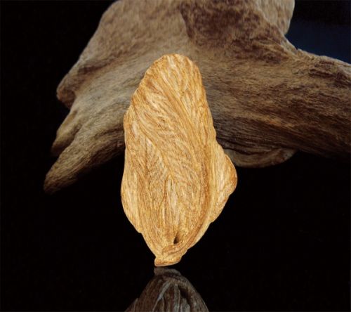 一片萬(wàn)錢的神秘香木